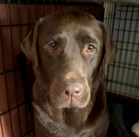 Sweet, soulful eyes...