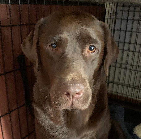 Sweet, soulful eyes...