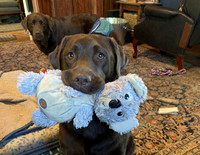 Do you want to play?