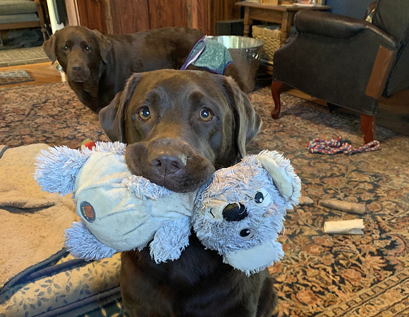 Do you want to play?