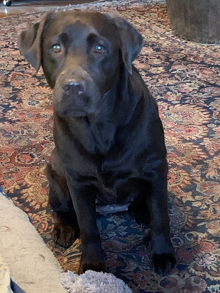 Did you say treat?!