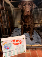 Therapy Dog Test 12/31/22
