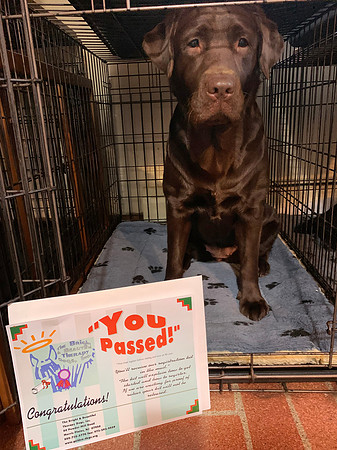 Therapy Dog Test 12/31/22
