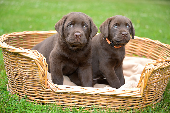 MaplePups2020_04
