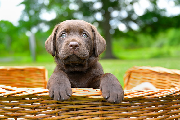 MaplePups2020_20