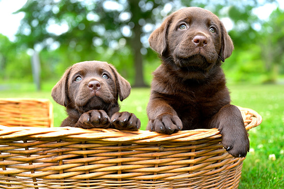 MaplePups2020_22