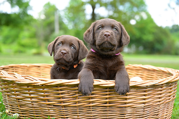 MaplePups2020_35