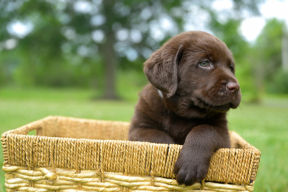 MaplePups2020_46