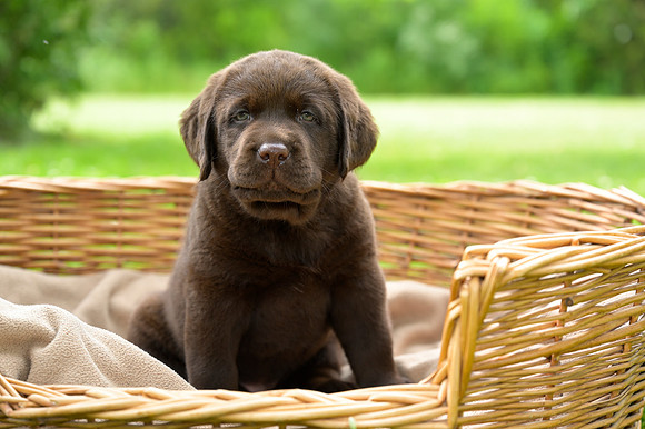 MaplePups2020_53