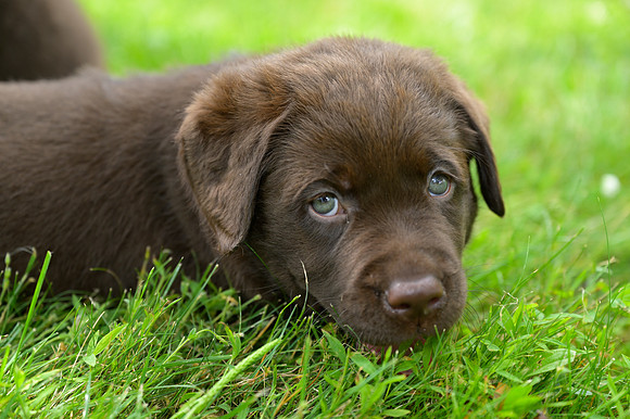 MaplePups2020_58