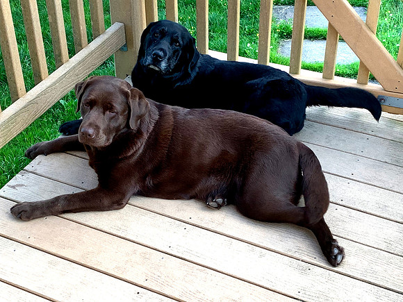 Maple and Holly on the deck