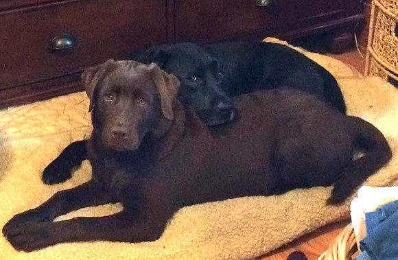 Maple with Holly