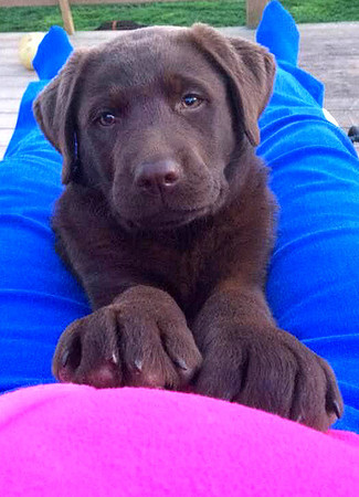 baby Maple