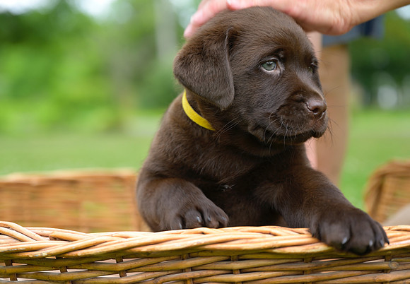 MaplePups2020_44