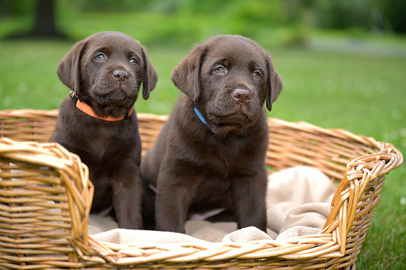 MaplePups2020_01