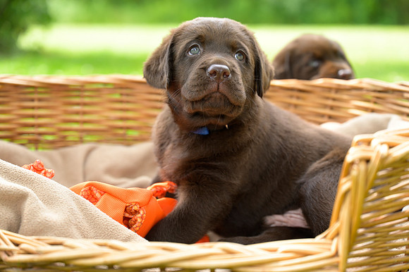 MaplePups2020_54