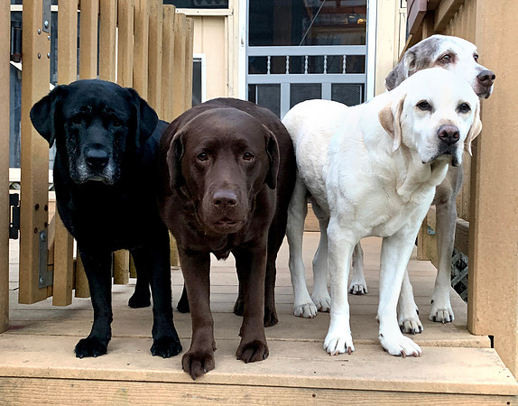 With her pack