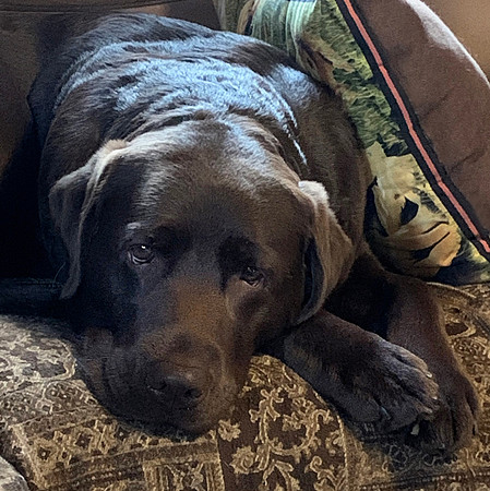 Maple chillin'
