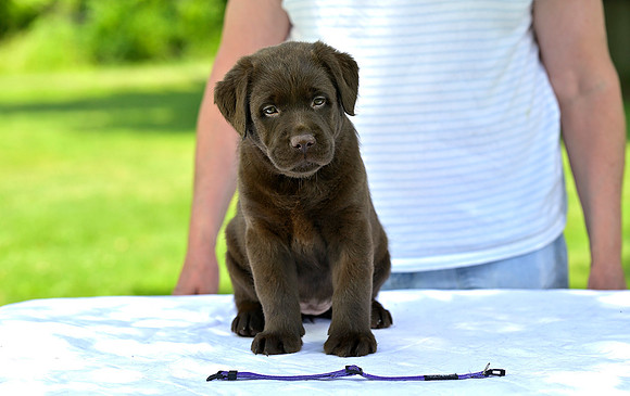MapleLitter2021_006w